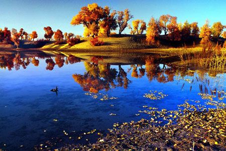 完美秋韻：喀納斯、禾木、胡楊、沙漠?dāng)z影13日游