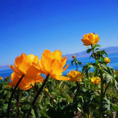 域上北疆：喀納斯、禾木、賽里木湖、那拉提、巴音布魯克、獨(dú)庫(kù)公路拼車(chē)8日游