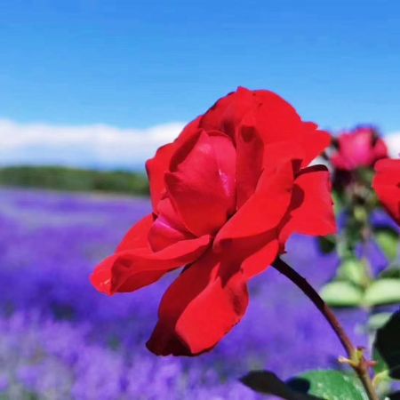 花漾伊犁：賽里木湖、昭蘇天馬文化園、喀拉峻、那拉提、巴音布魯克、獨(dú)庫(kù)公路拼車(chē)5日游