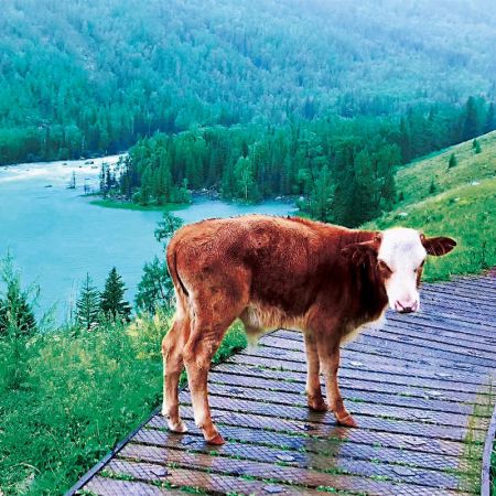 一生必游：天池、吐魯番、喀納斯、伊犁北疆環(huán)游10日